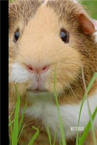 Guinea Pig Notebook