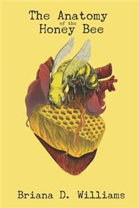 Anatomy of the Honey Bee
