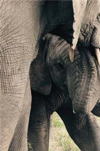 MindBlowing Elephant Journal 6