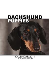 Dachshund Puppies Calendar 2017