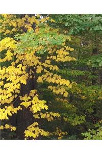 School Composition Book Fall Colors Leaves Turning 130 Pages