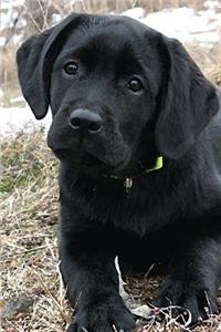 Black Lab Puppy Journal