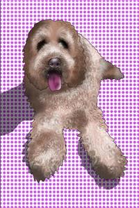 Labradoodle