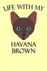 Life with My Havana Brown