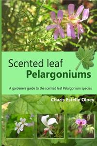 Scented leaf pelargoniums