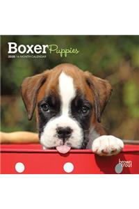 BOXER PUPPIES 2020 MINI WALL CALENDAR