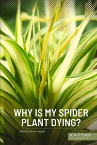 Why is My Spider Plant Dying?