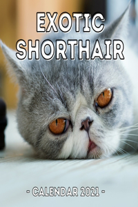 Exotic Shorthair