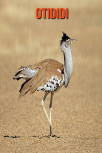 Otididi