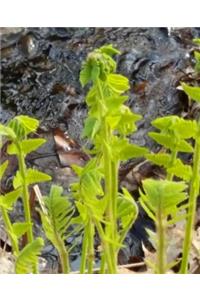 School Composition Book Spring Ferns Water