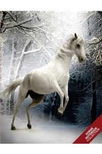 Horse Notebook Collection