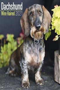 Dachshund Wire Haired 2021 Wall Calendar