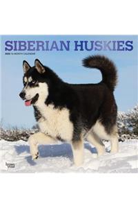 Siberian Huskies 2020 Square Foil