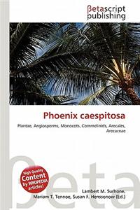 Phoenix Caespitosa