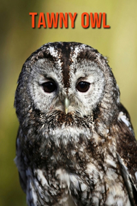 Tawny Owl