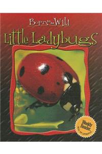 Little Ladybugs