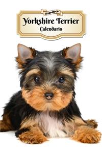 2020 Yorkshire Terrier Calendario