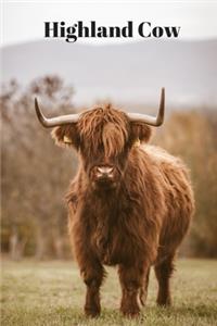 Highland Cow