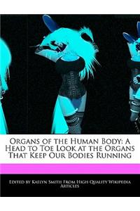 Organs of the Human Body