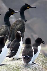 Flock of Razorbills on the Rocks Seabird Journal