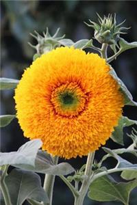 So Pretty Yellow Teddy Bear Sunflower Journal