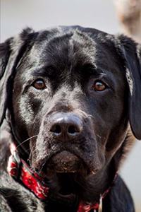 2020 Weekly Planner Black Lab Pet Dog Labrador Retriever Photo 134 Pages