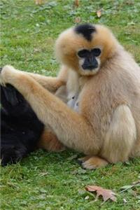 Monkey Notebook - Journal Gift for Cute Animal Lovers