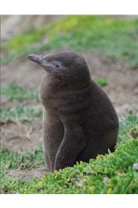 Baby Penguin