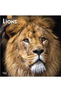 Lions 2019 Square