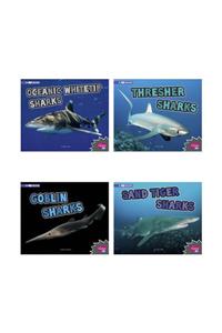 All about Sharks