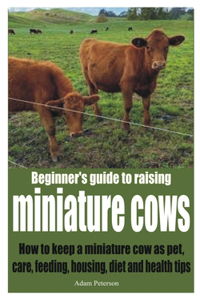 Beginner's guide to raising miniature cows