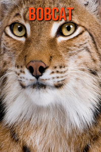 Bobcat