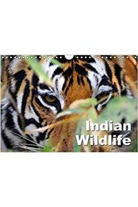 Indian Wildlife 2018