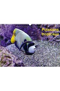 Poissons tropicaux 2018