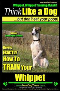 Whippet, Whippet Training AAA AKC