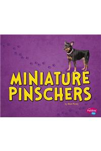 Miniature Pinschers