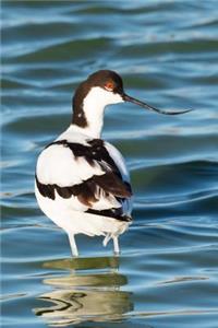 Pied Avocet Bird Journal