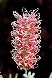 Grevillea Flower Journal