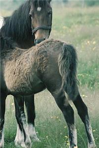 Journal Mare Foal Equine Horse