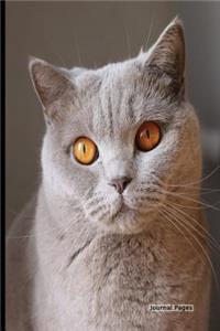 Journal Pages - Friskies Cat