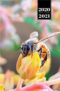 Bee Insects Beekeeping Beekeeper Week Planner Weekly Organizer Calendar 2020 / 2021 - Succulent Flower at Sundown: Cute Wildlife Animal Pet Bullet Journal Notebook Diary in 6" x 9" Inch Pocket Size