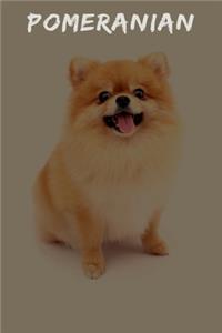 Pomeranian