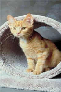 2020 Weekly Planner Cute Tabby Kitten Playing Cat Photo 134 Pages