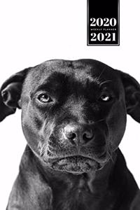 Staffordshire Bull Terrier Dog Calendar Week Planner 2020 / 2021 - Black & White