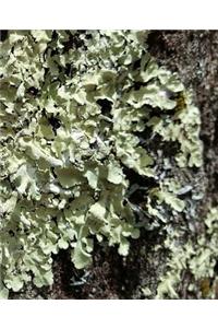 Moss Tree Bark School Composition Book 130 Pages