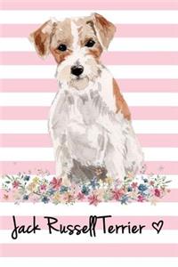 Jack Russell Terrier