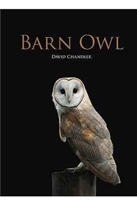 Barn Owl