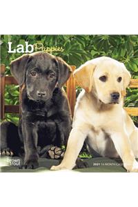 Lab Puppies 2021 Mini 7x7