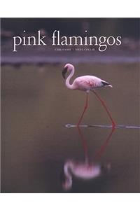 Pink Flamingos