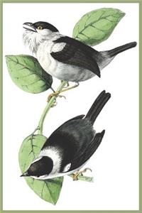 Notebook White-Bearded Manakin